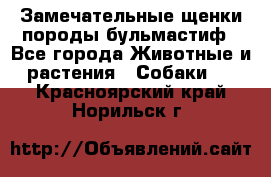 Замечательные щенки породы бульмастиф - Все города Животные и растения » Собаки   . Красноярский край,Норильск г.